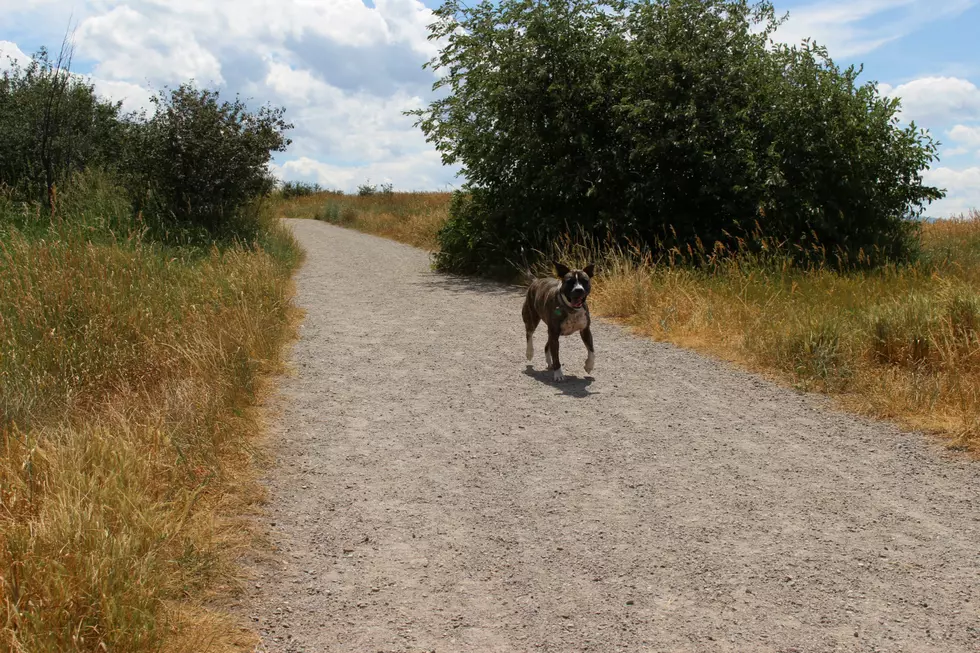 Here’s How To Keep Your Dog Safe Hiking In The Summer Heat
