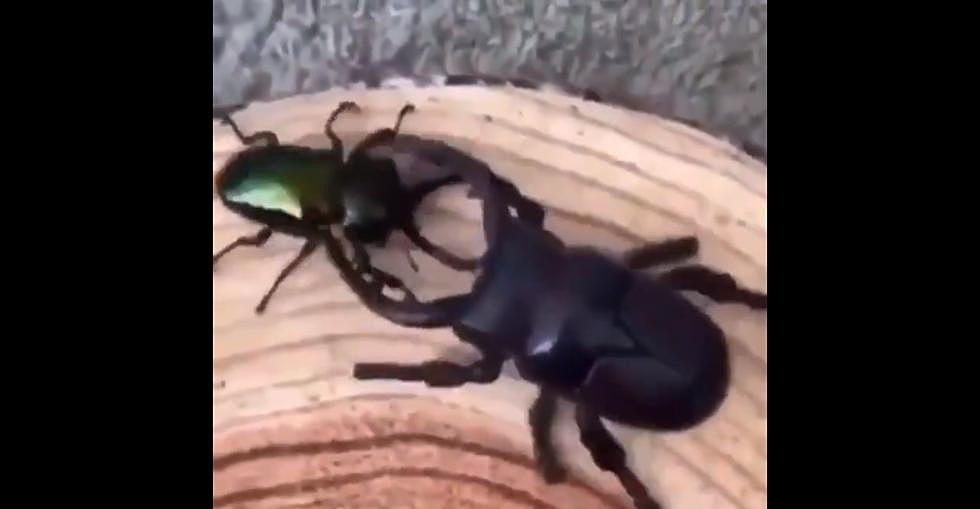 What Happened When a Beetle Met a Robo-Beetle?