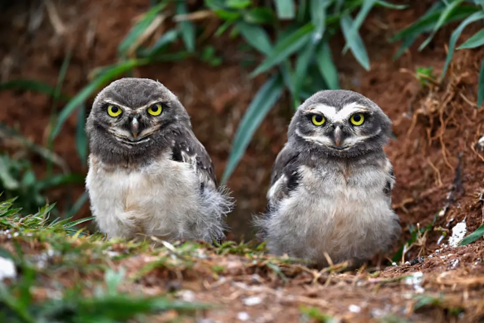 Burrowing Owls in the El Paso Area Need Your Help and Protection 