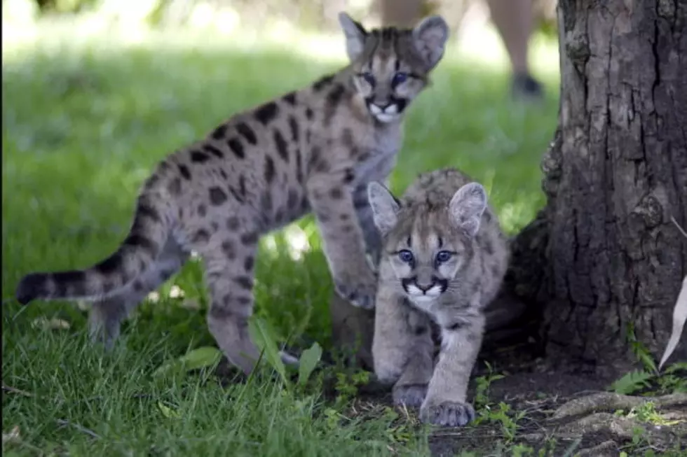 Join Party for The El Paso Zoo's Mountain Lion Cubs 1st Birthday