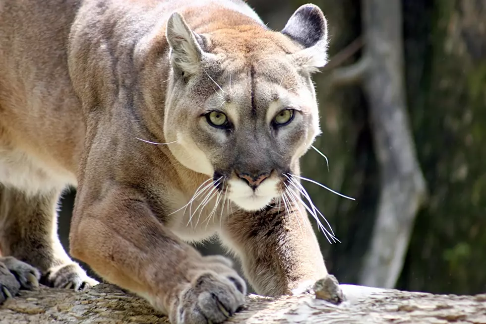 Officials Investigating Possible Deadly Mountain Lion Attack