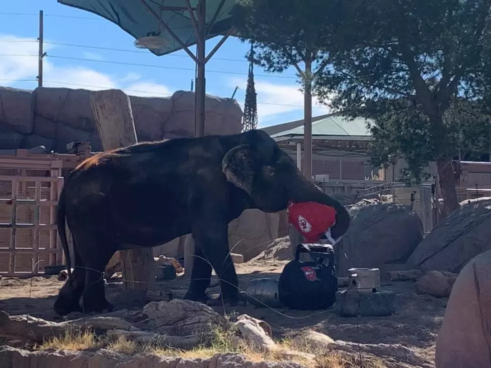 EP Zoo Elephant Savannah Makes Her 2021 Super Bowl Prediction