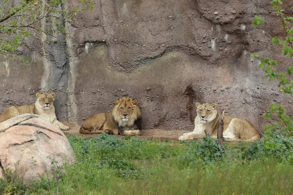 The El Paso Zoo Is Officially Open! Get To Know Their Big Cats