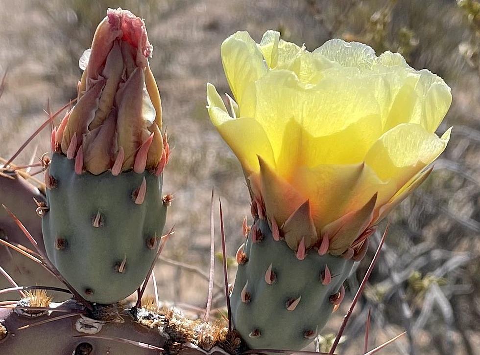 Amaze Your Sight With Colorful Desert Flowers Hiking In El Paso