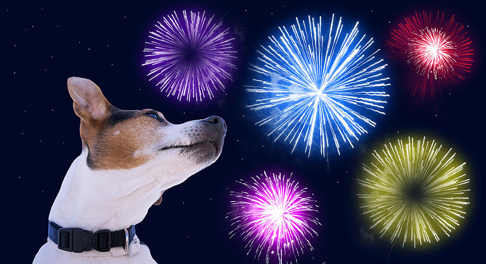 Keep Your Dog Safe During Fireworks Thanks To Pets Barn