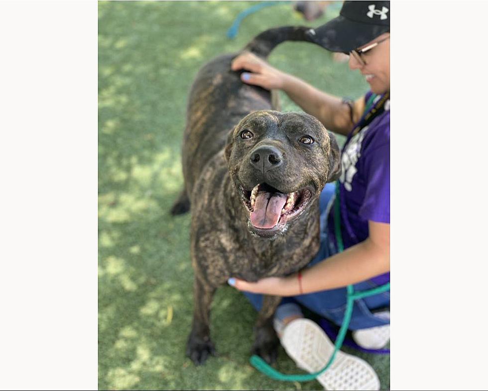Meet The Darling Daria- El Paso Animal Services' Pet of the Week
