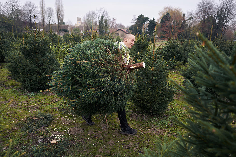 Here’s How The Texas Parks & Wildlife Is Recycling Your Christmas Tree