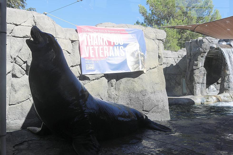 Mind-Blowing Fact About The Adorable Sea Lion At The El Paso Zoo