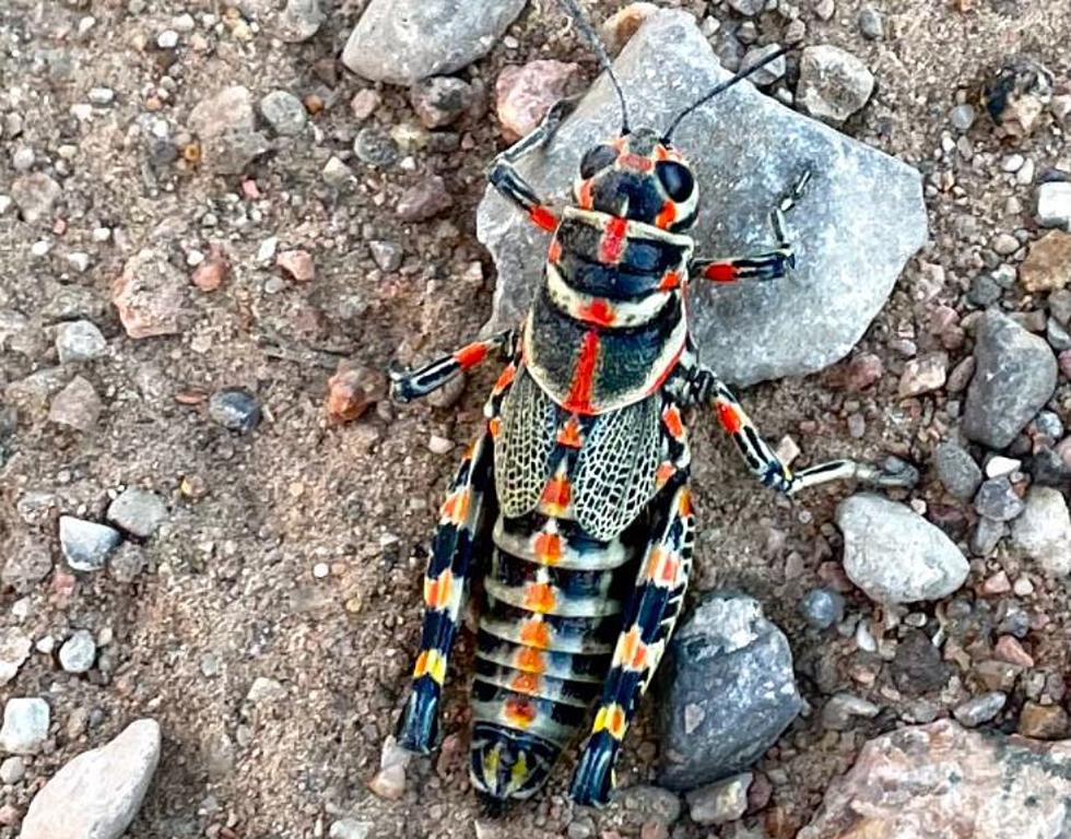 The Franklin Mountains Are Home to the Vibrant Crawlers & Hoppers
