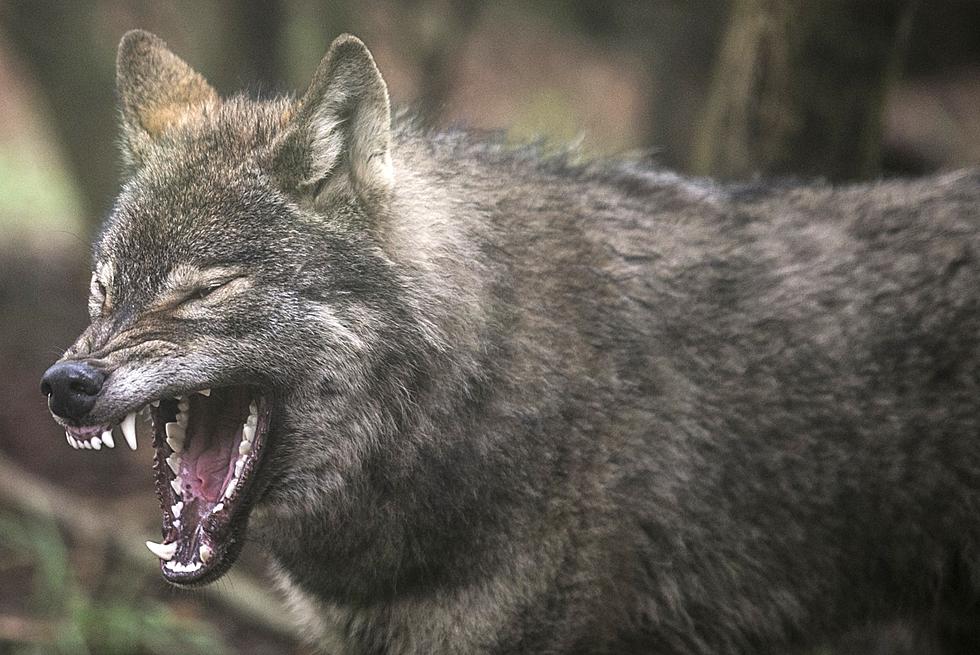 Border Wall Proves Effective in Stopping Mexicans (Wolves)