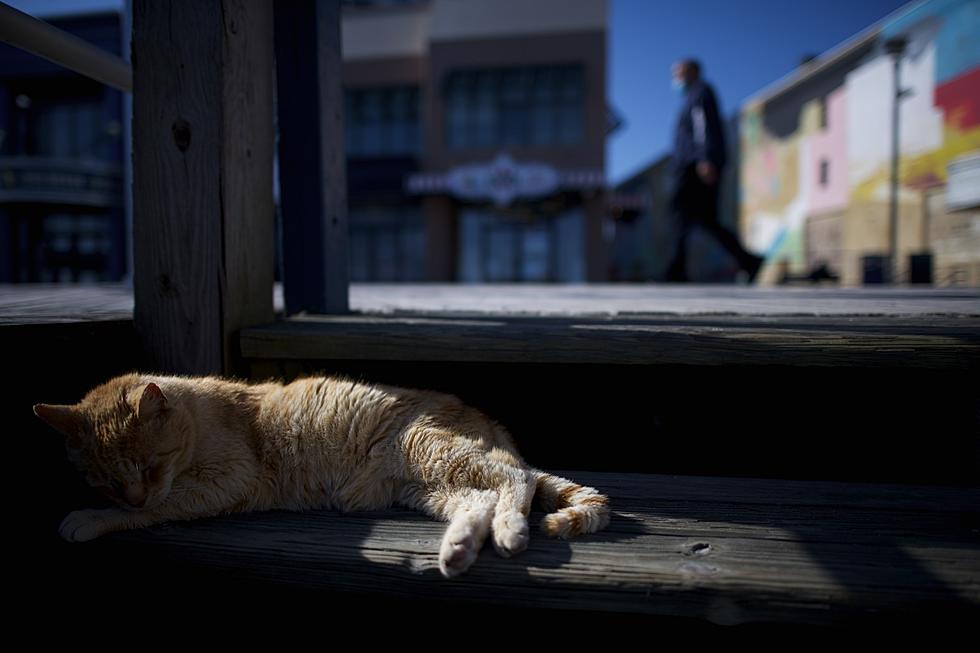 4 Ways To Prevent El Paso's Looming CAT-ASTROPHE