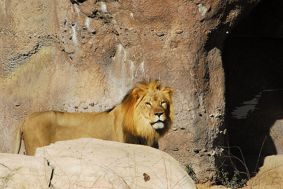 El Paso Zoo Brings New Lion, Makes "Throuple" For Valentines