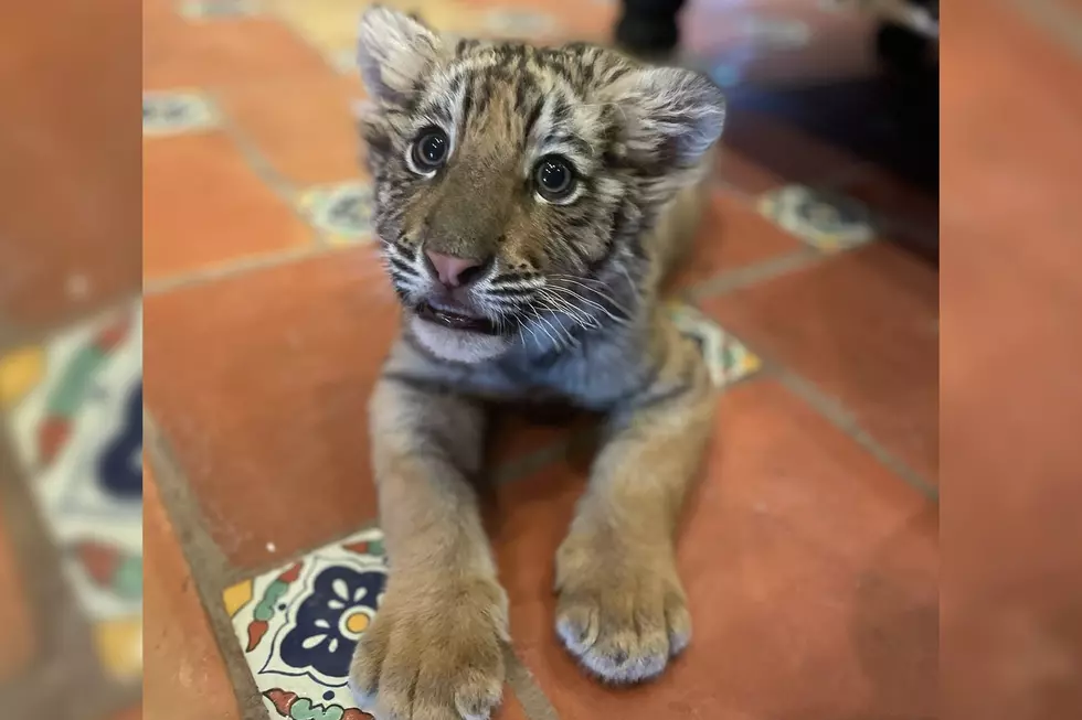 Adorable Tiger Cub Found & Rescued in Laredo Private Residence