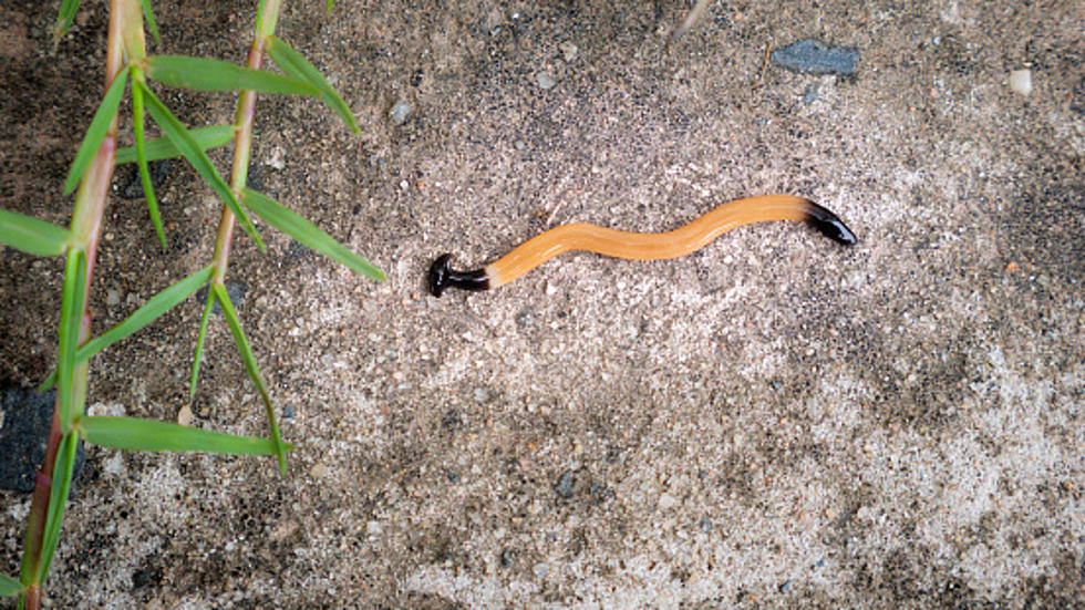 There's a Worm Warning for Texas That Texans Should Beware Of