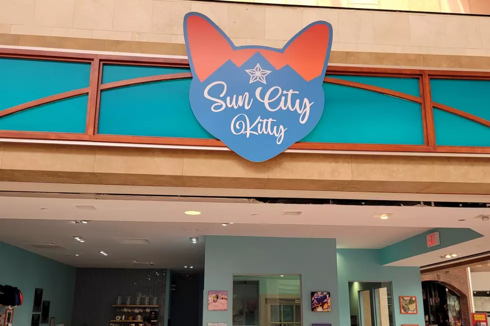 Sun City Kitty Café Helping Revive Sunland Park Mall