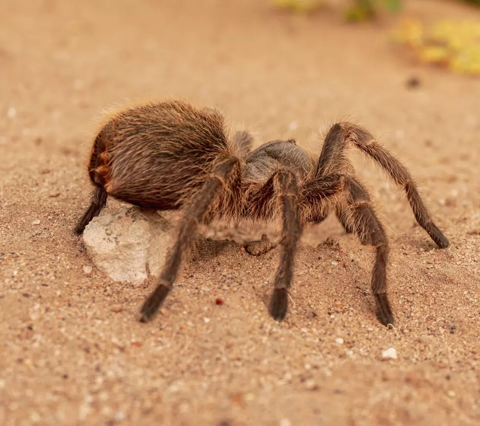 El Pasoans Are So Brave for Taking Photos of Tarantulas Up-Close
