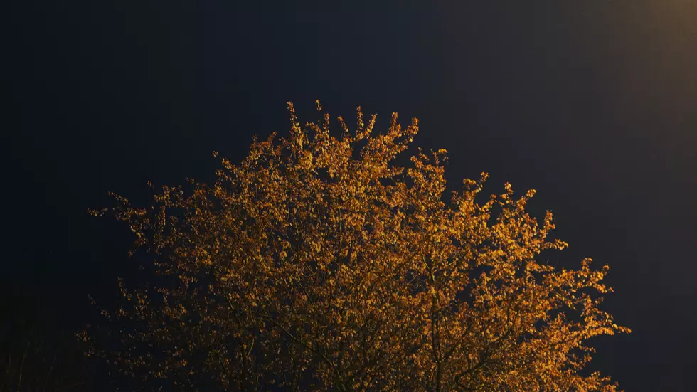 El Paso Urban Legend The Devil Tree