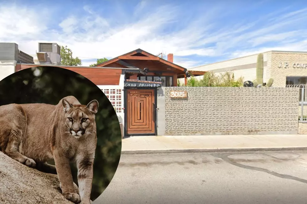 Mountain Lion in Five Points Neighborhood