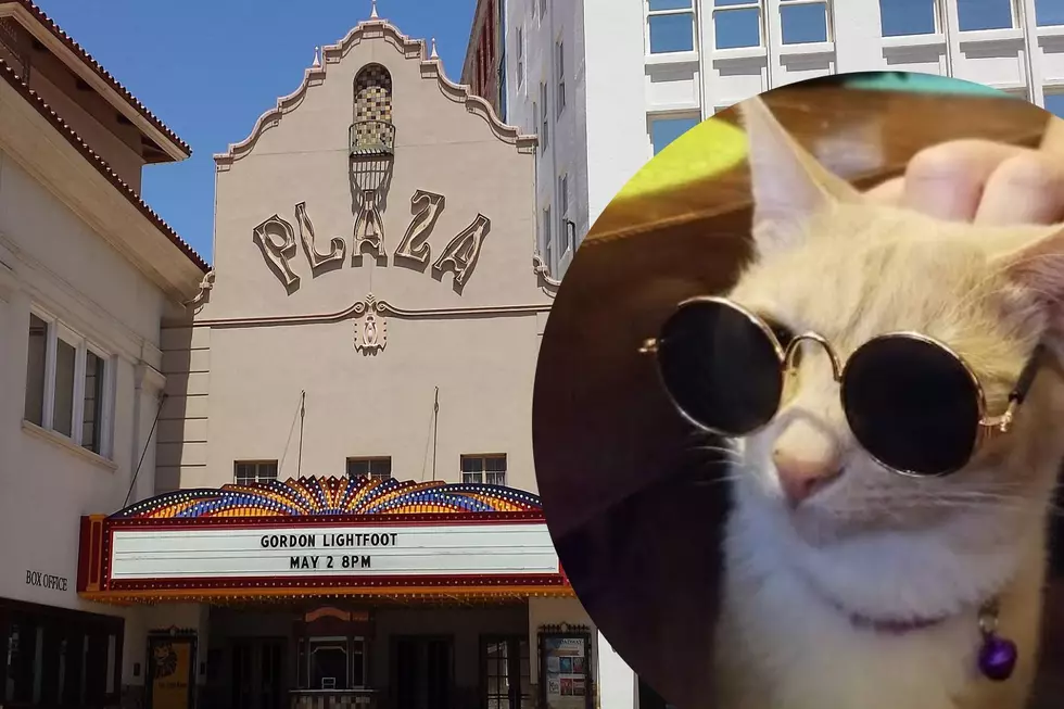 Meet The Adorable Cat Residents of the Plaza Theatre and UTEP