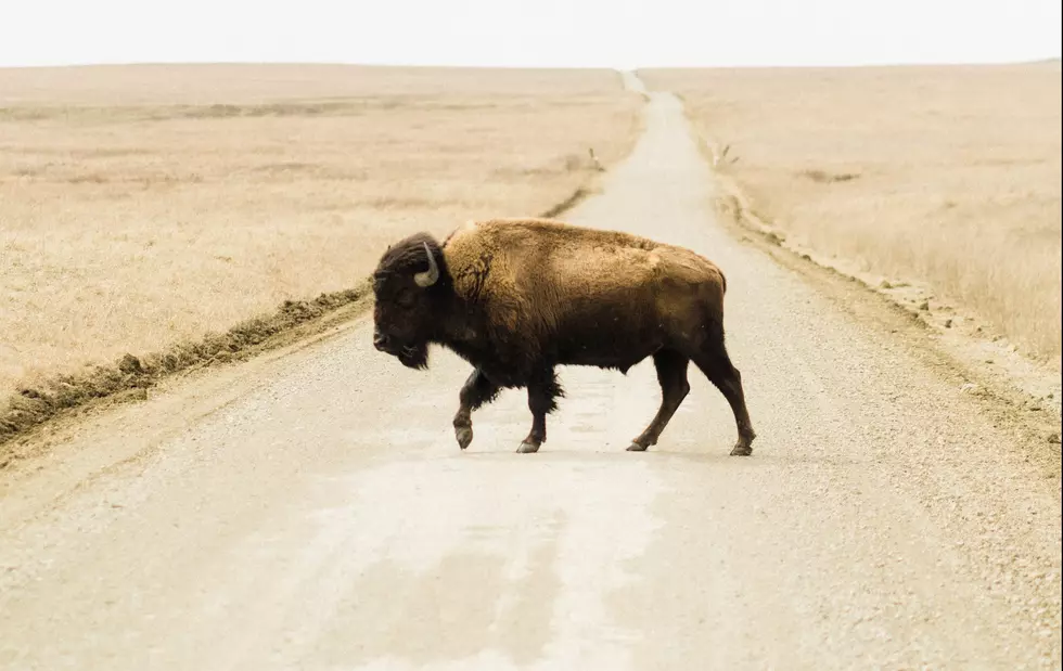Texas Woman Shares Video About Getting Gored By Bison