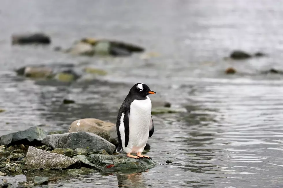 Don’t Worry, The El Paso Zoo Penguins will be “Climate-Appropriate”