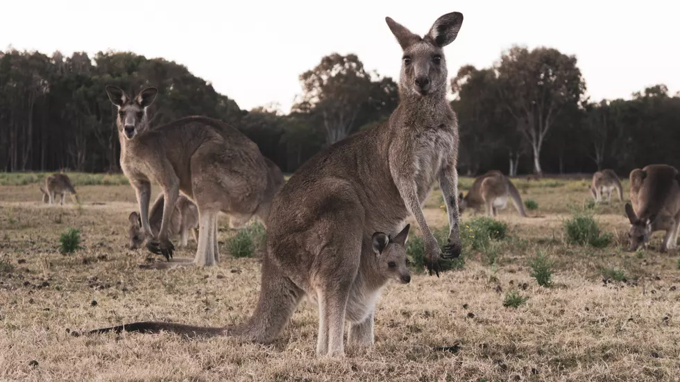 This Kangaroo Ranch in Texas Will Make You Feel Like You’re in the Outback