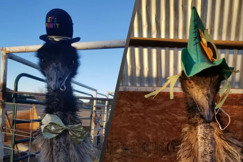 Chaparral Ranch Offers Eggs and the Cutest Emu with His Hats