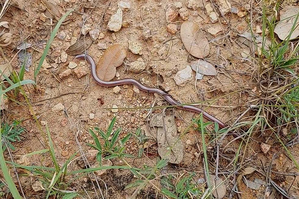 This Famous Texas Snake Looks like a Worm