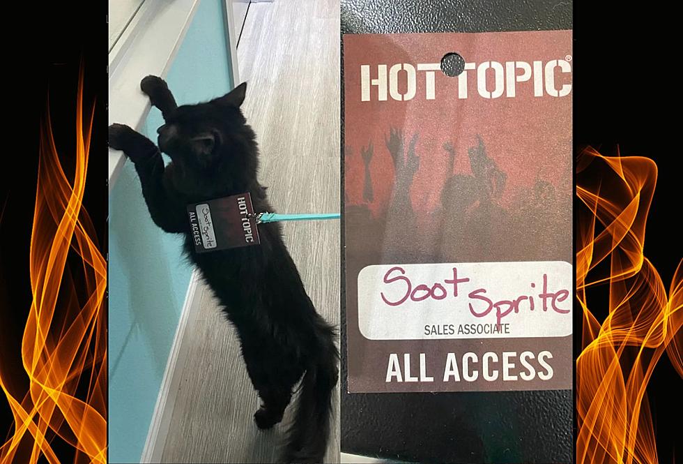 This Mischievous Black Cat Just Got a Job at a Texas Hot Topic