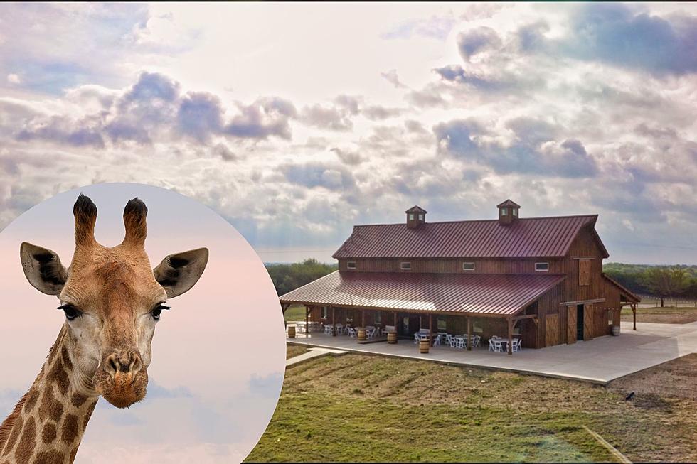 Why Blue Hills Ranch is a Must-Visit Destination for Animal Lovers