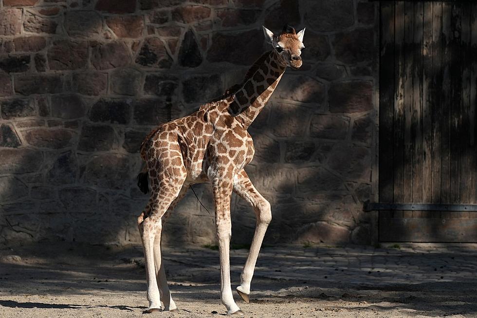 El Paso Zoo Celebrates Arrival of Adorable Baby Boy Giraffe