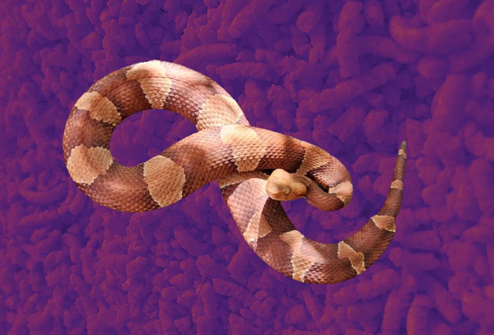 A Hot Cheeto Snake is On the Loose at this Texas State Park
