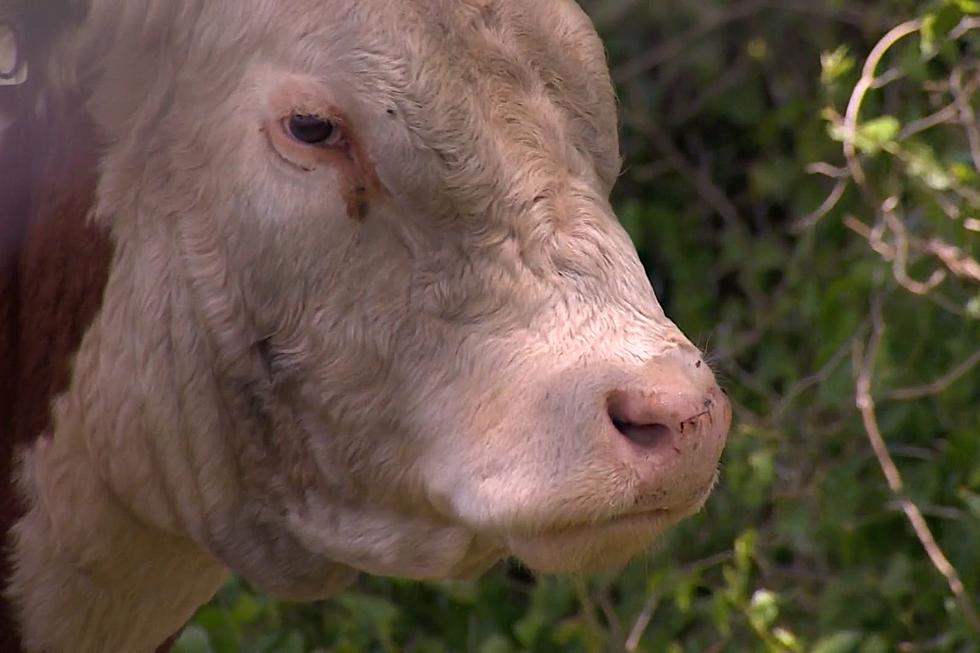 Meet the Bull Who Survived a Fierce Hailstorm in Texas