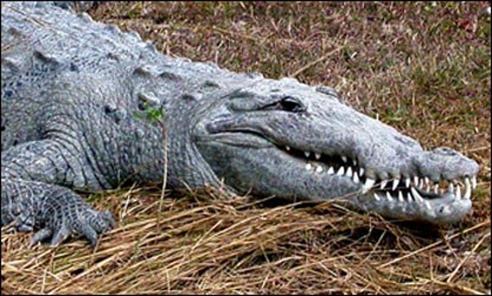 Are There Crocodiles in Texas? Will They Eat You?