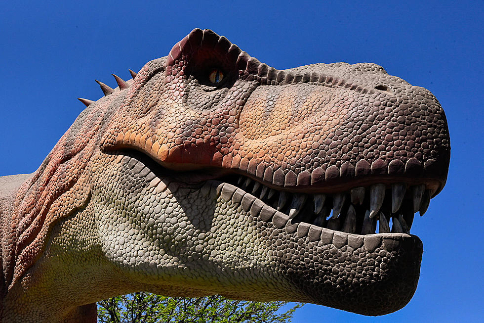 Discover Dinosaur Treasures at this Texas Park
