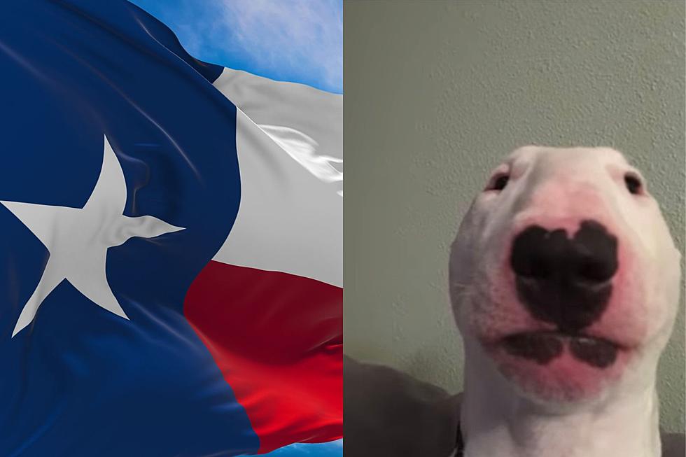 Walter the Meme Dog is the Most Lovable Woofer from Texas