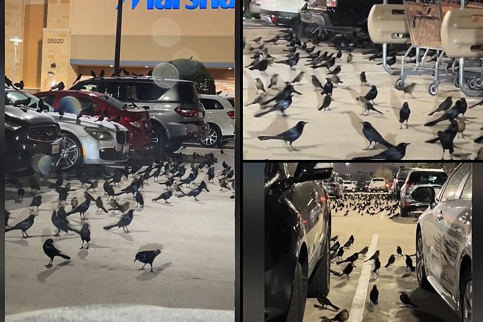 Texas Parking Lot Taken Over by Birds like a Hitchcock Film