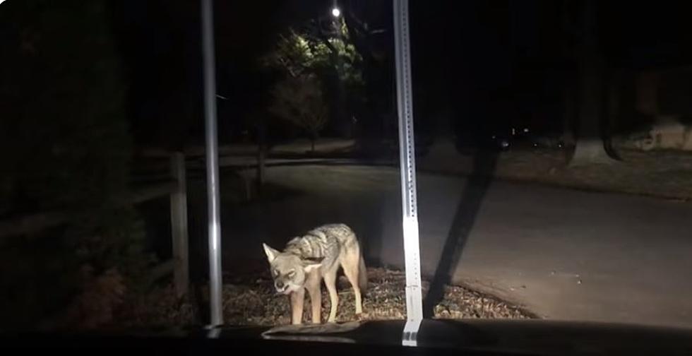 Why Are Wild Animal Attacks Suddenly Spiking In Arizona?