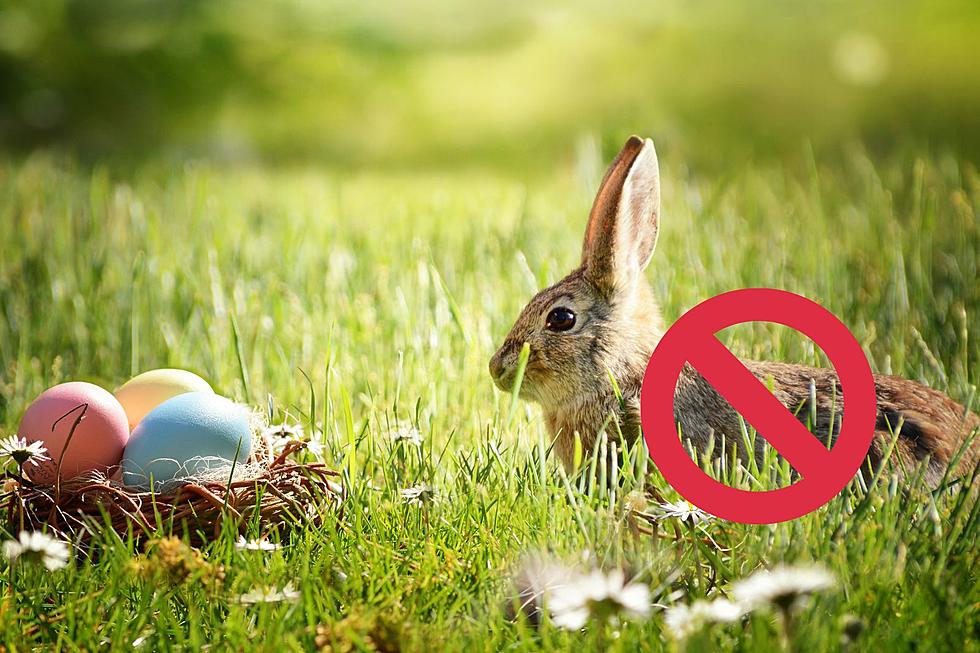 Buying a Baby Animal for Easter? It’s Illegal in Parts of Texas