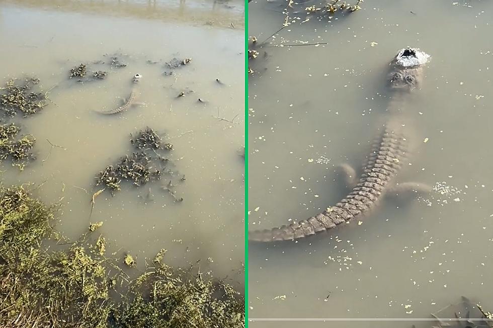 How a Texas Gator Survives Frozen in a Pond