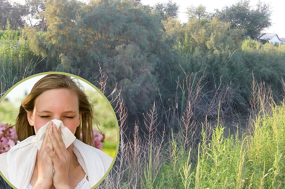 Allergy Season is Nearing in Texas