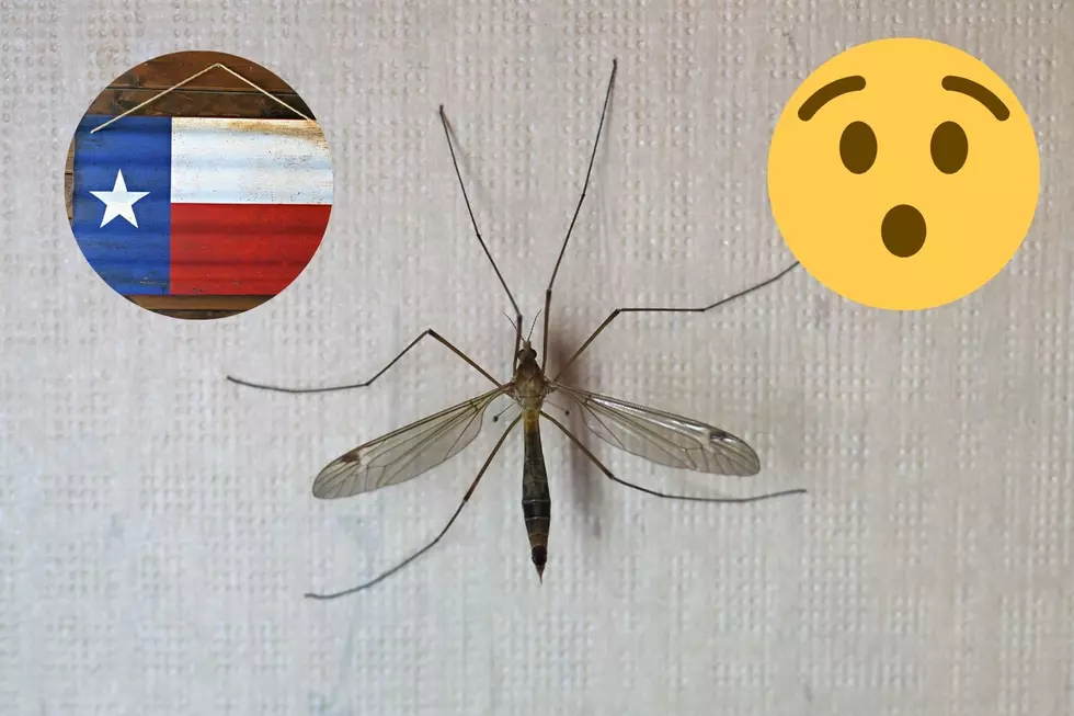 Don’t Kill Those Giant Mosquitoes Flying Around Texas