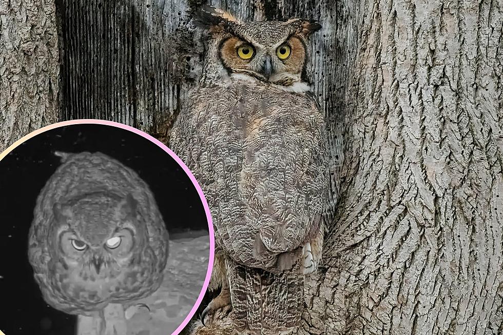 Popular Owl in Texas Finally Gets Her Own 24/7 Livestream