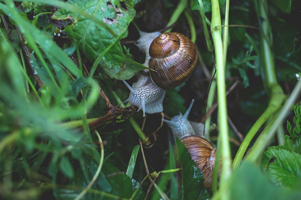 Invasive Snails Wreak Havoc in Texas