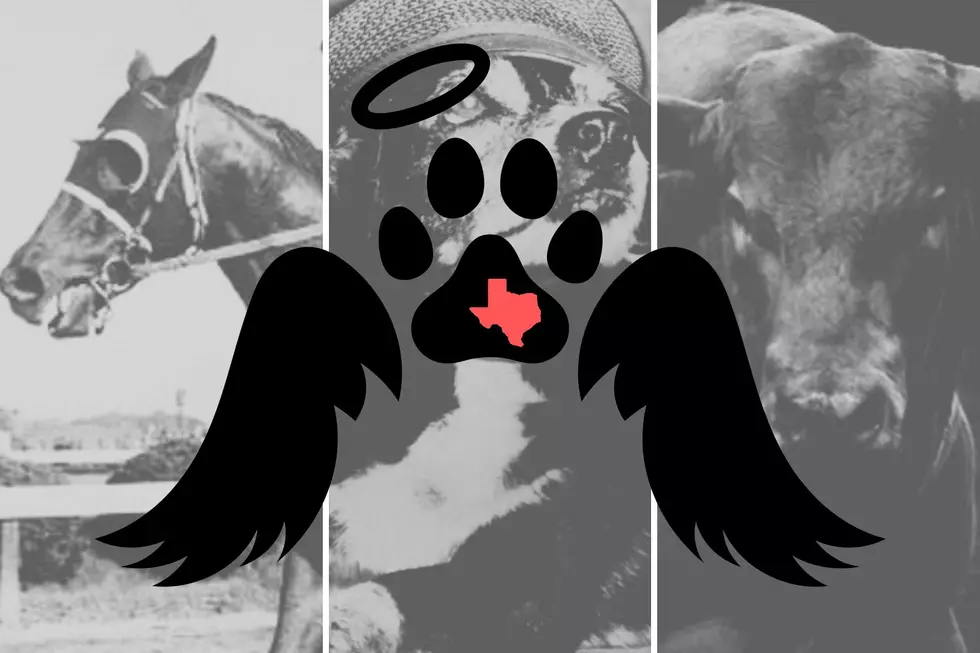 6 Famous Animals You Didn't Know Were Buried in Texas