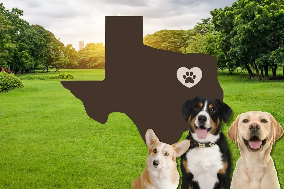 These 3 Texas Parks Are The Best for Dogs
