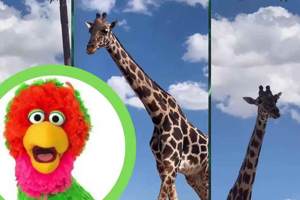 Sesame Street Star Meets Juarez's Beloved Benito the Giraffe