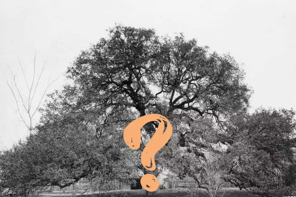 Can You See The Virgin Mary In This Texas Tree?