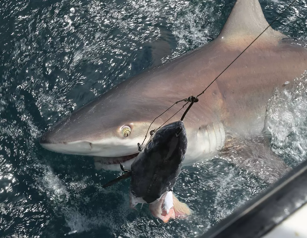 Want To Track A Ton Of Sharks In Texas? Just Click Here
