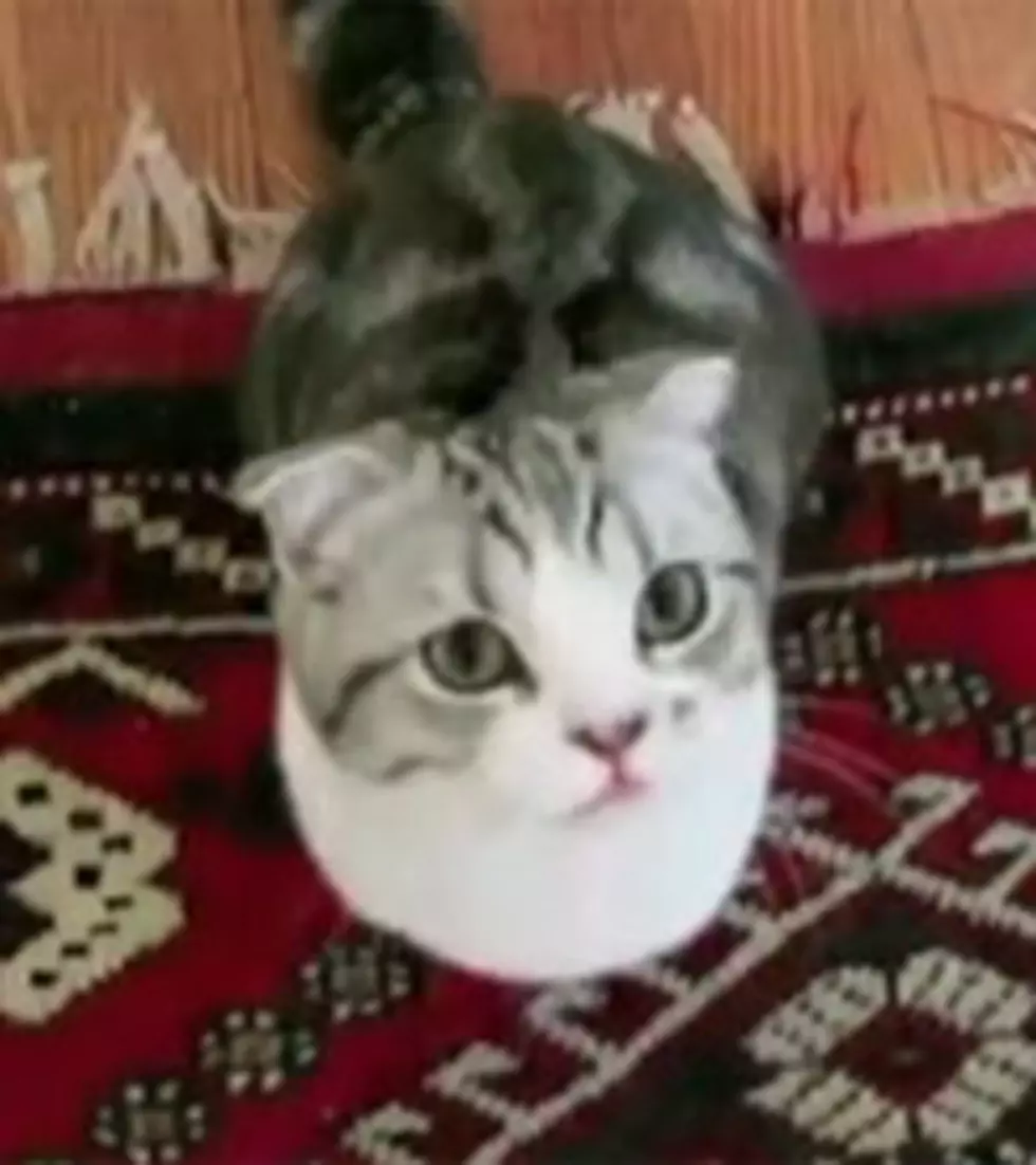 Taylor Swift&#8217;s Cat Meredith Is Tops in Pop Culture
